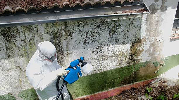 Top rated local Bathroom Mold Removal specialists in Buckley, WA